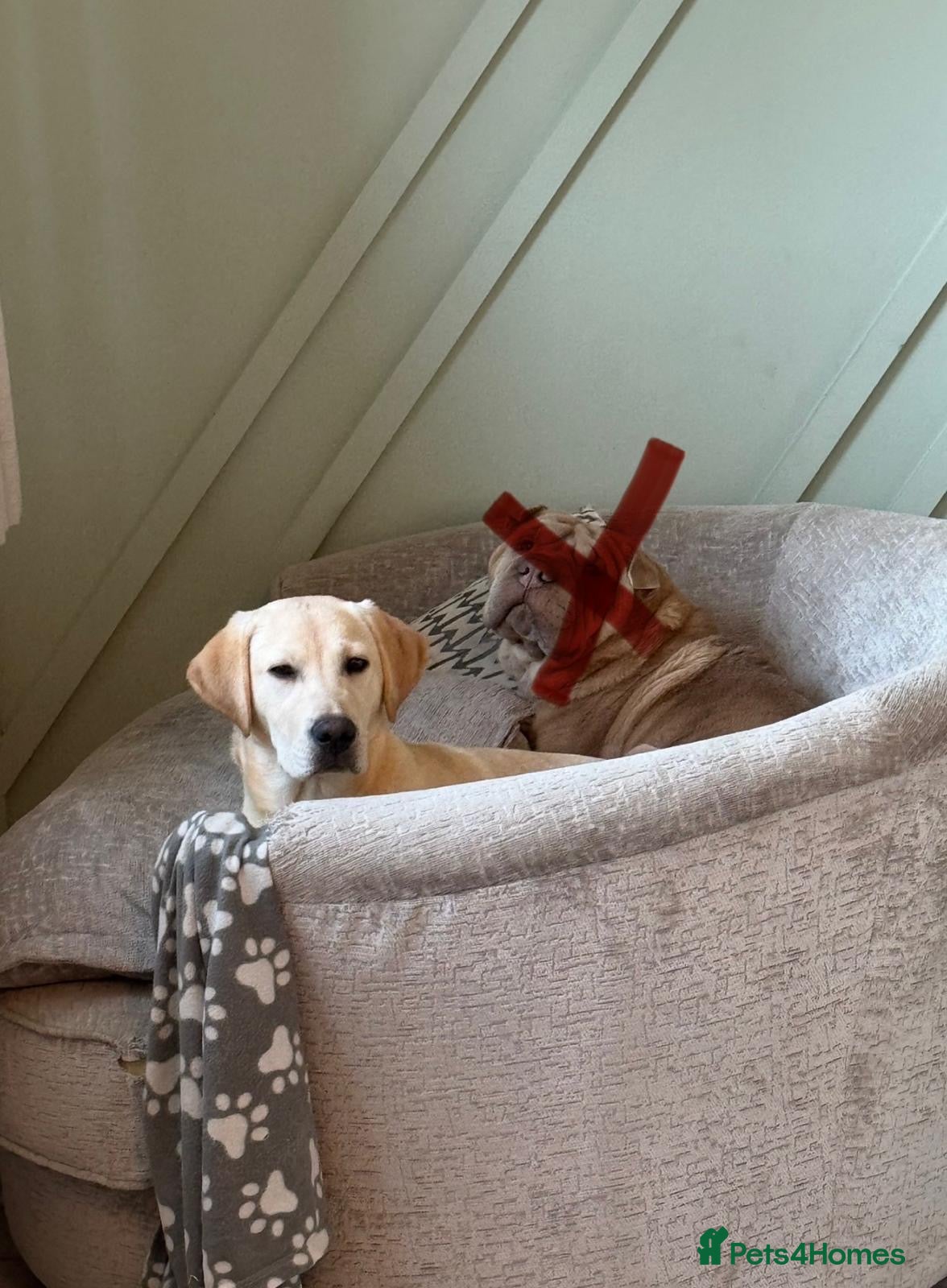 Labrador Retriever dogs Otis  - Advert 5