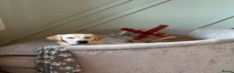 Labrador Retriever dogs for sale: Otis  - Advert 1