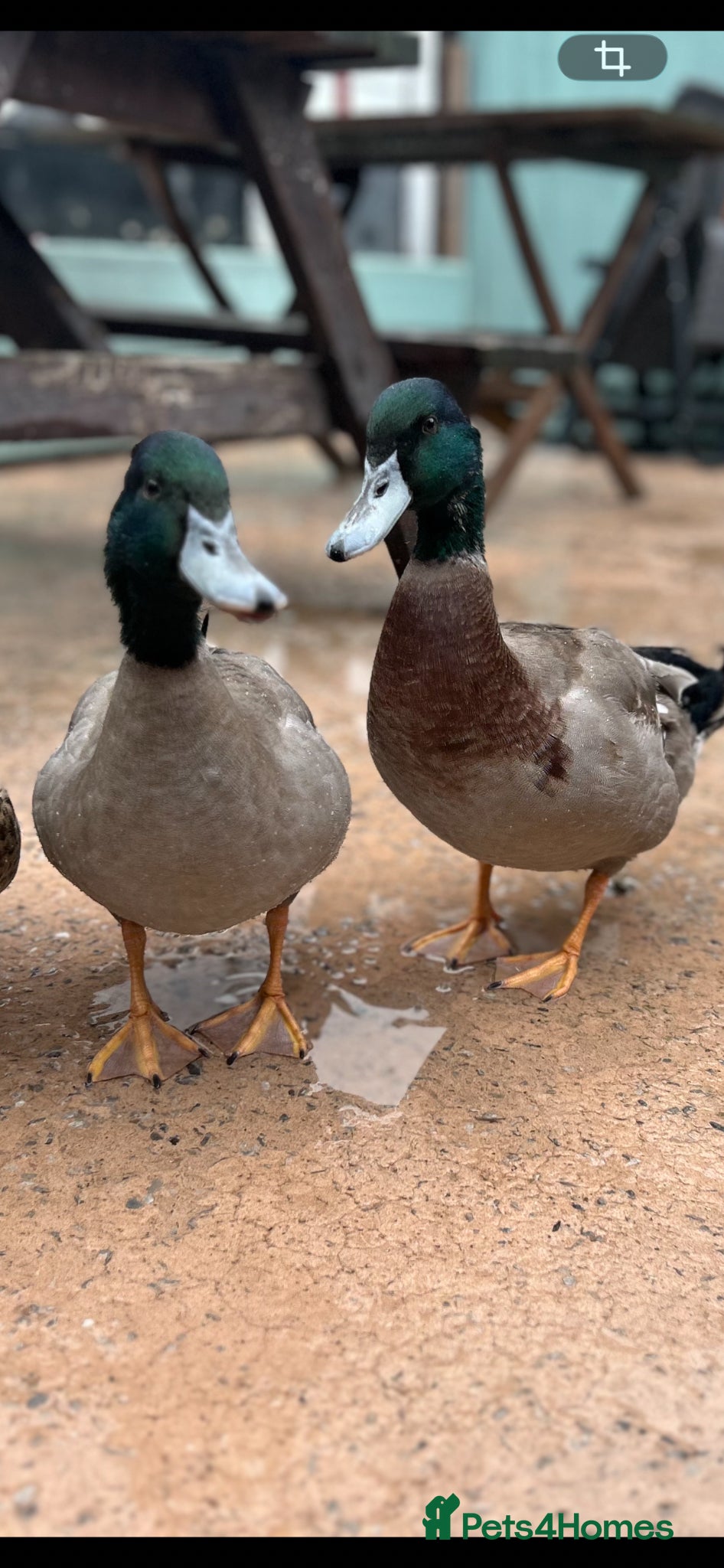 Ducks poultry 2 Rouen Drakes Looking for Home - Advert 17
