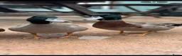 Ducks poultry for sale: 2 Rouen Drakes Looking for Home - Advert 1