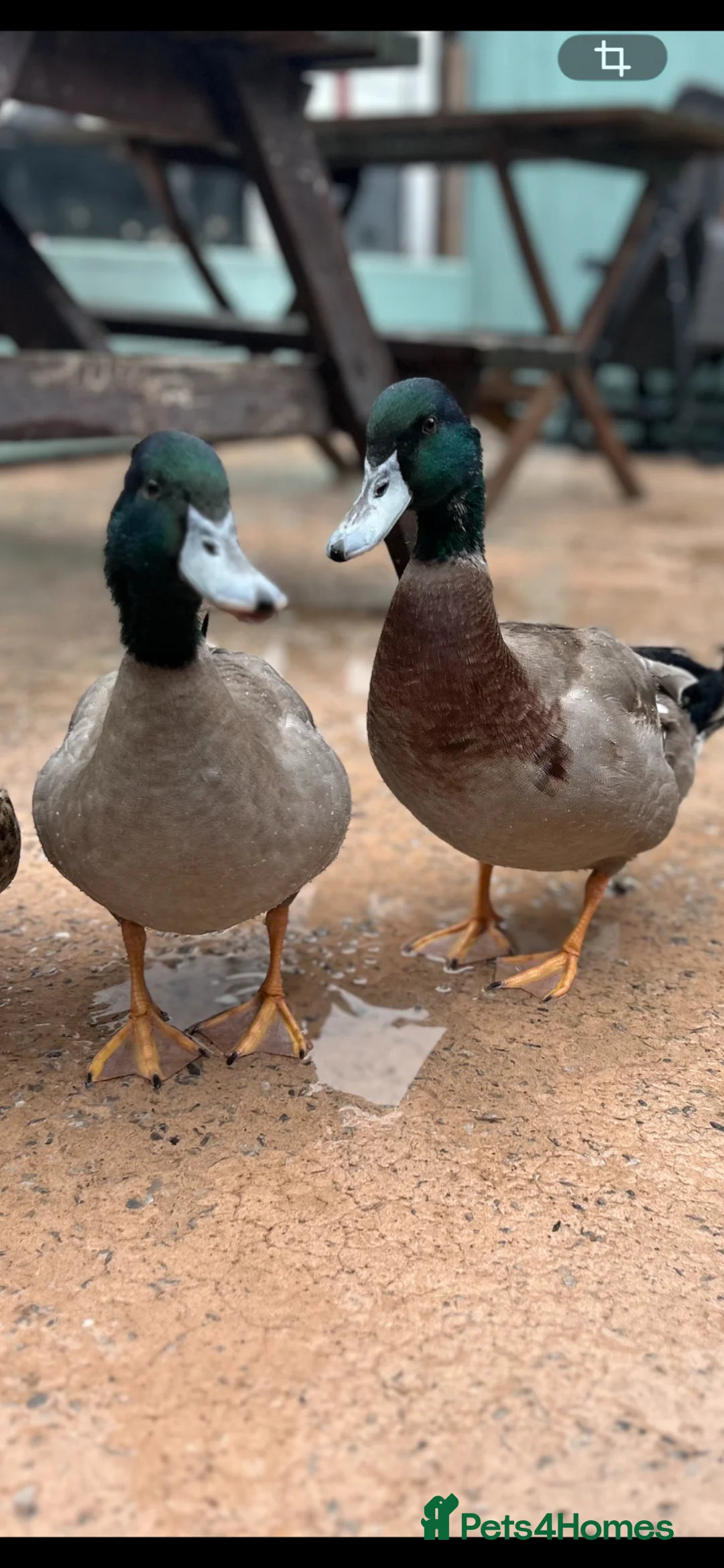 Ducks poultry for sale: 2 Rouen Drakes Looking for Home - Advert 1