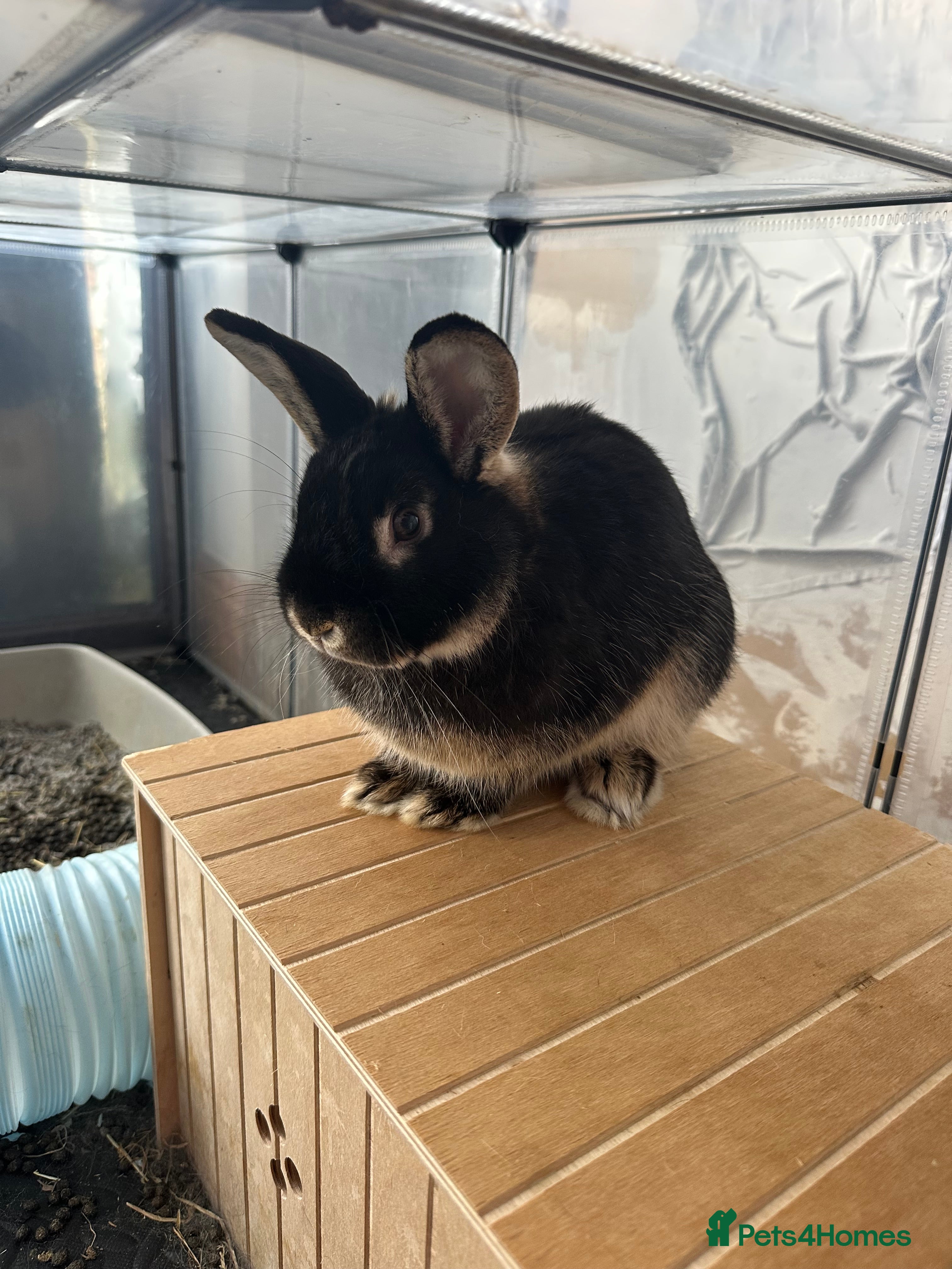 English rabbits Rabbit rehoming  - Advert 14