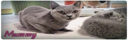 British Shorthair cats for sale: Pure British Blue Shorthair Kittens - Advert 10