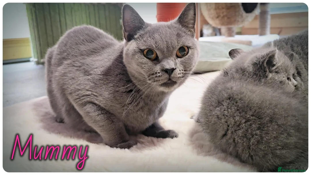British Shorthair cats for sale: Pure British Blue Shorthair Kittens - Advert 10