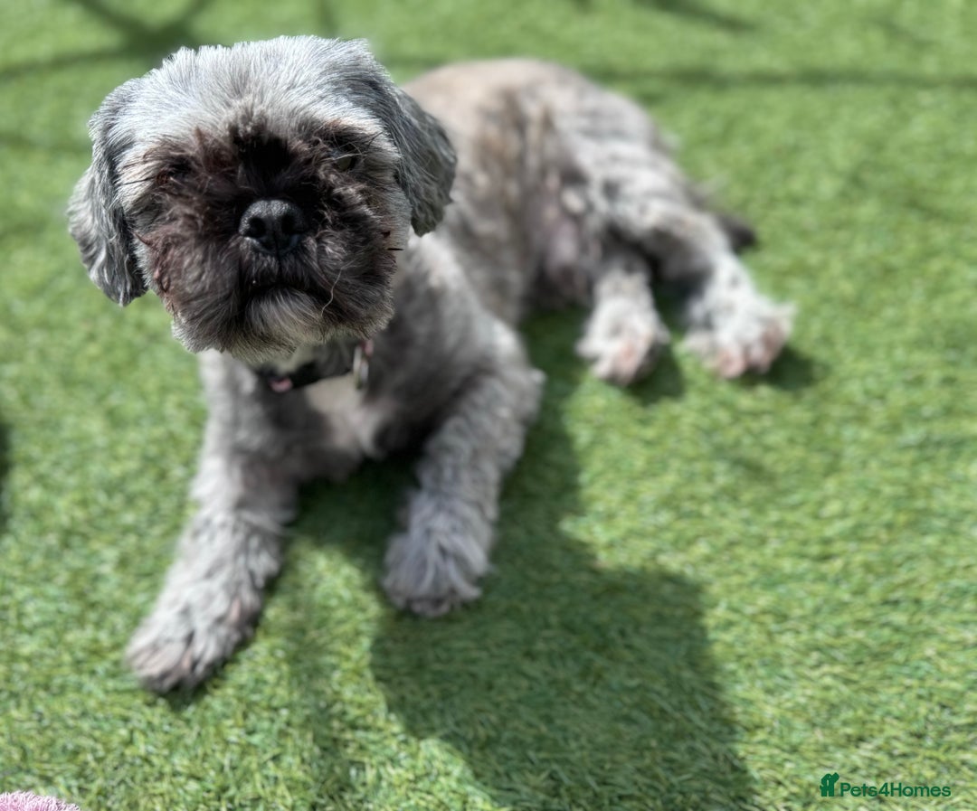 Shih Tzu dogs for sale: 2 dogs for rehoming  - Image 6