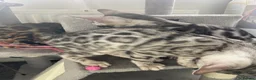 Bengal cats for sale: LAST THREE Ready now GCCF REGISTERED  - Advert 35