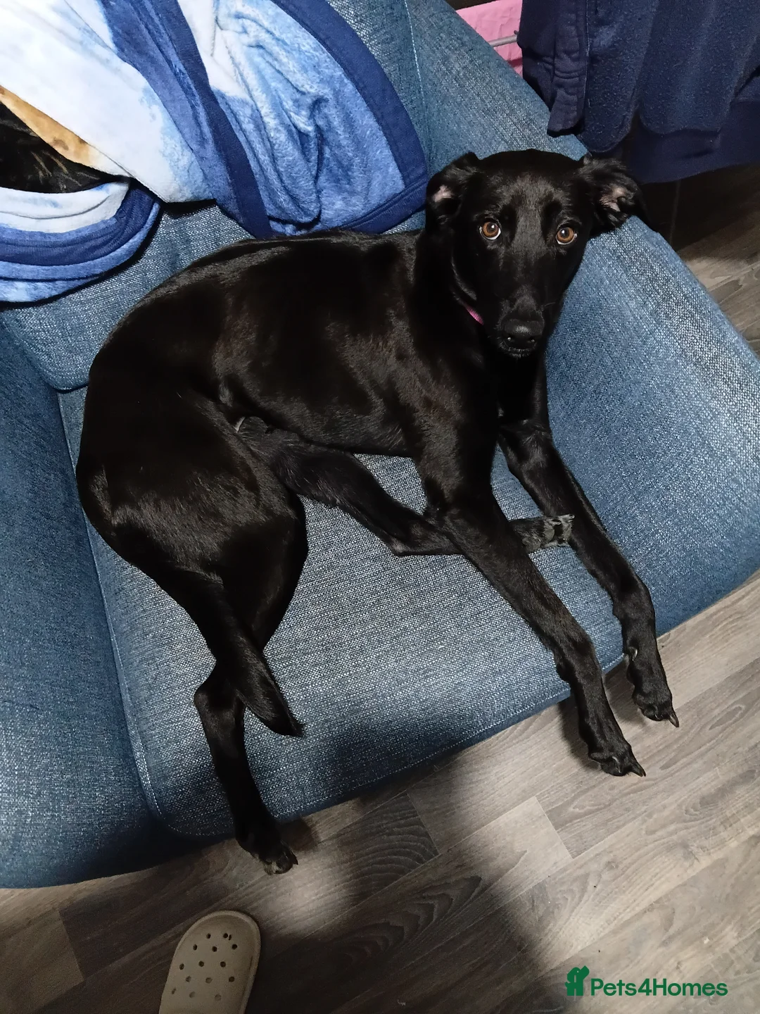 Mixed Breed dogs for sale: Saluki cross greyhound in Helensburgh - Advert 2