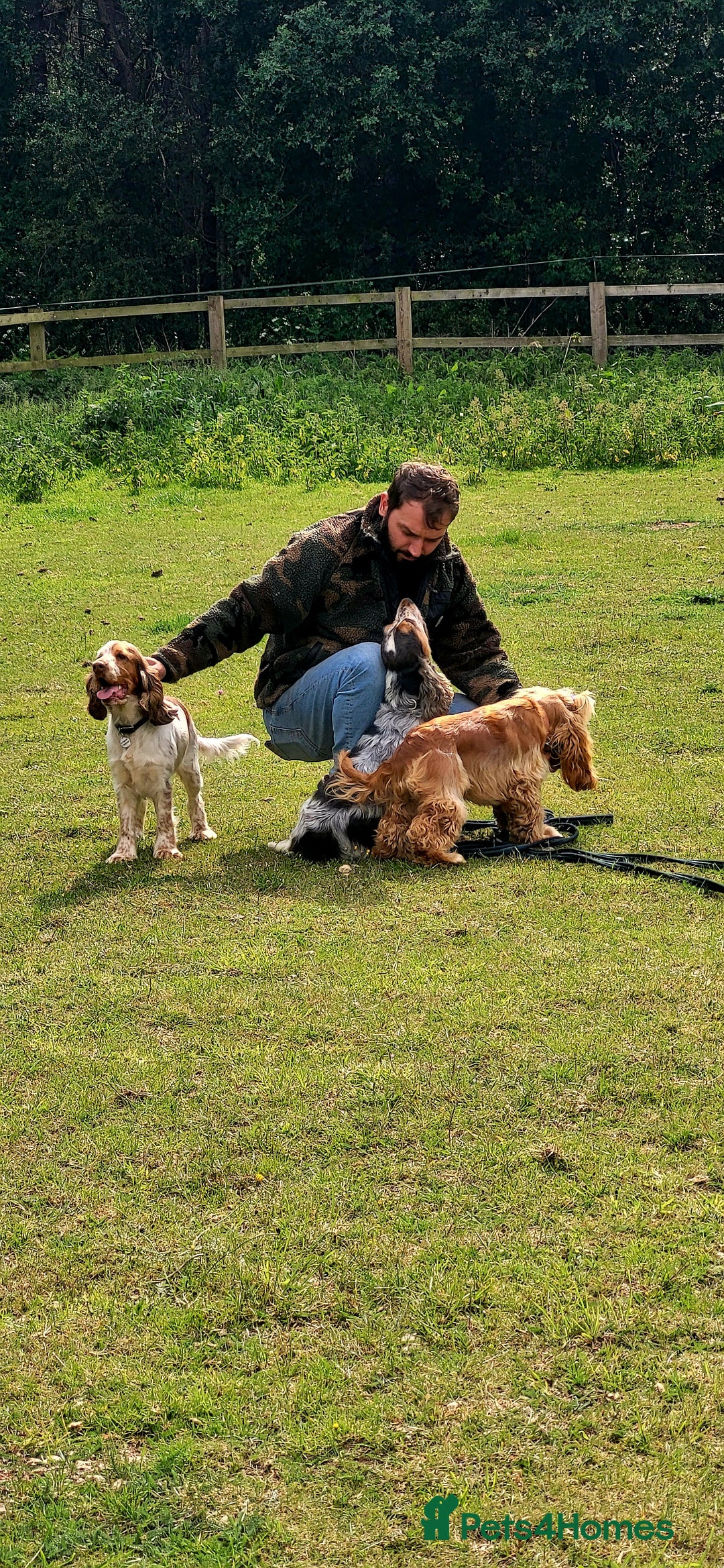 Cocker Spaniel dogs for sale: RESERVE NOW Show Champion Cocker Spaniels - Image 14