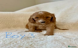 Cockapoo dogs for sale: Adorable little Cockapoo puppies  - Image 8