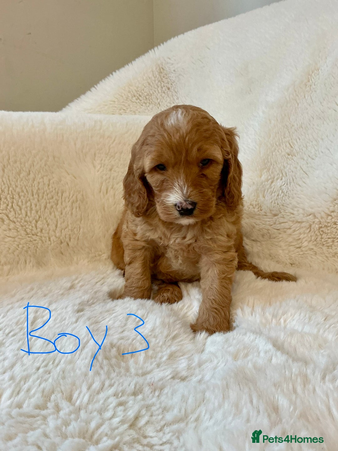 Cockapoo dogs for sale: Adorable little Cockapoo puppies  - Image 8