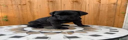 Cane Corso dogs for sale: Champion Bloodline Cane Corso’s in Manchester - Advert 1