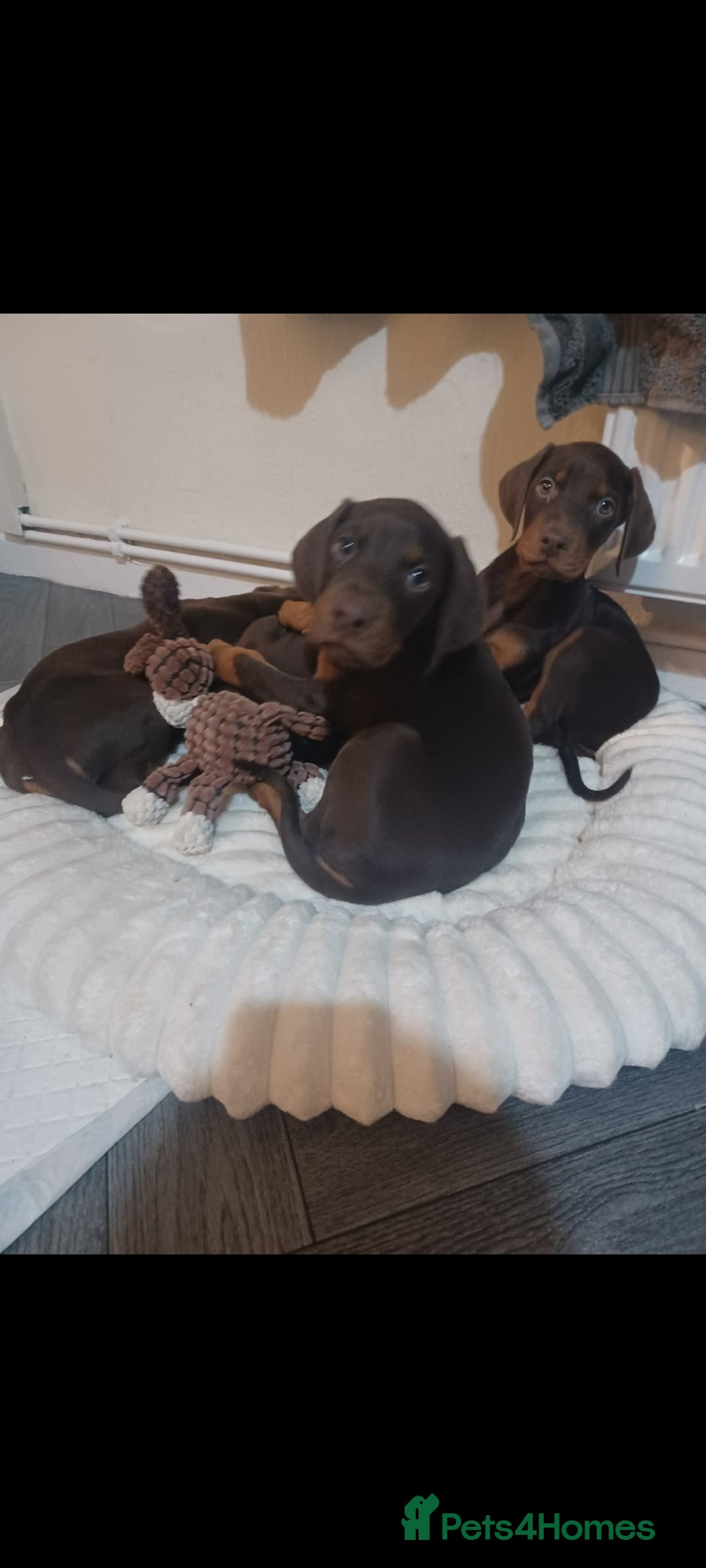 Dobermann dogs for sale: Beutifull doberman puppies  - Advert 6