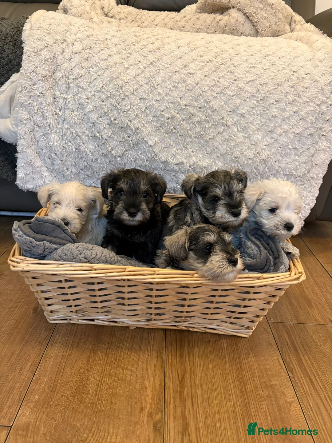 Miniature Schnauzer dogs for sale: Cutest mini schnauzers - Advert 1