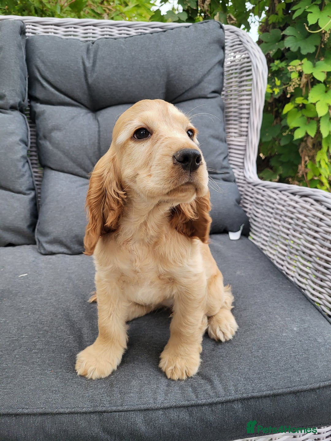 Cocker Spaniel dogs for sale: 3 Adorable female show/cocker spaniel pups - Image 3