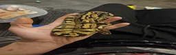 Python Snake reptiles for sale: Fire het desert ghost royal python with full setup - Advert 6