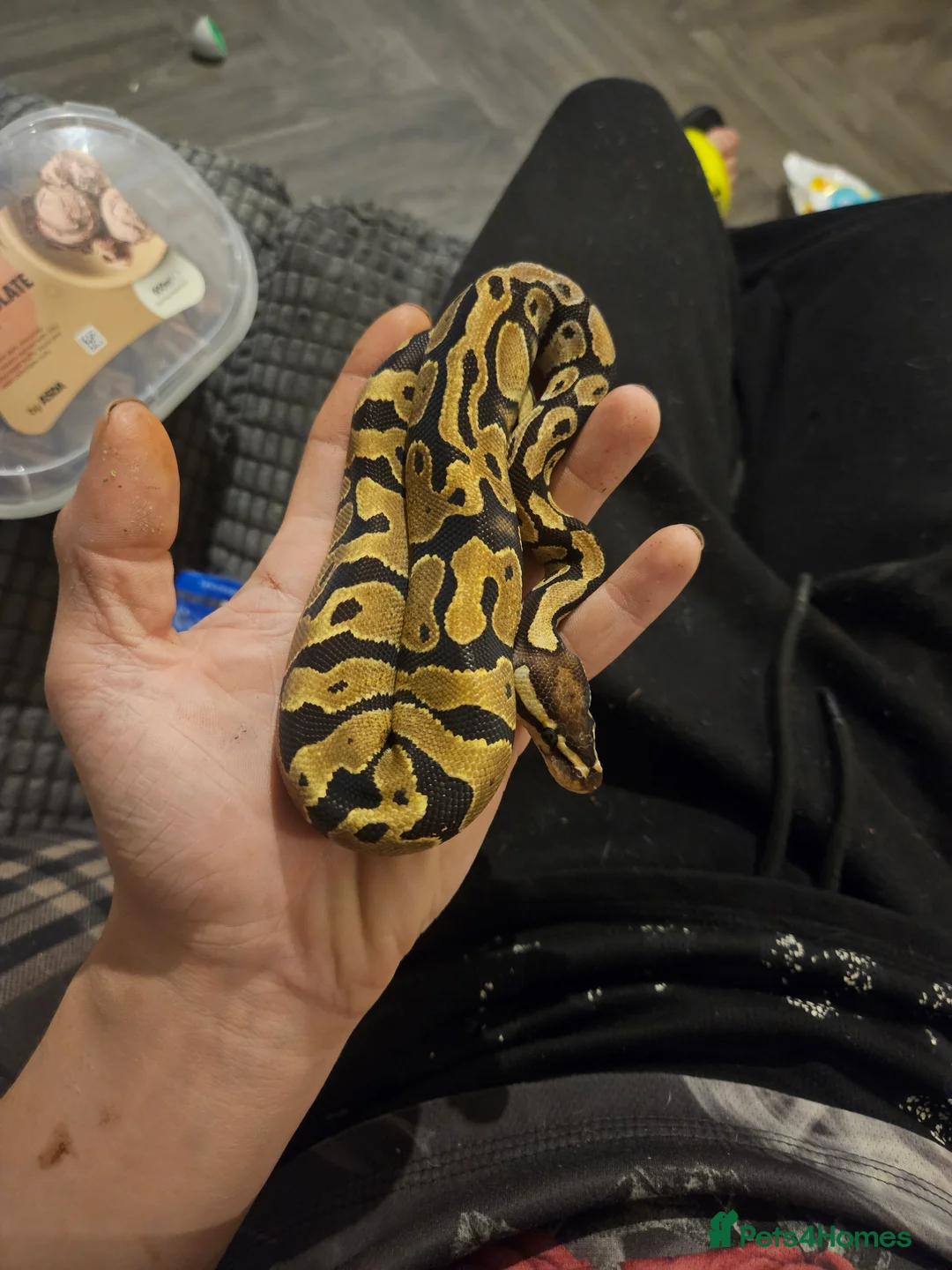 Python Snake reptiles for sale: Fire het desert ghost royal python with full setup - Advert 6