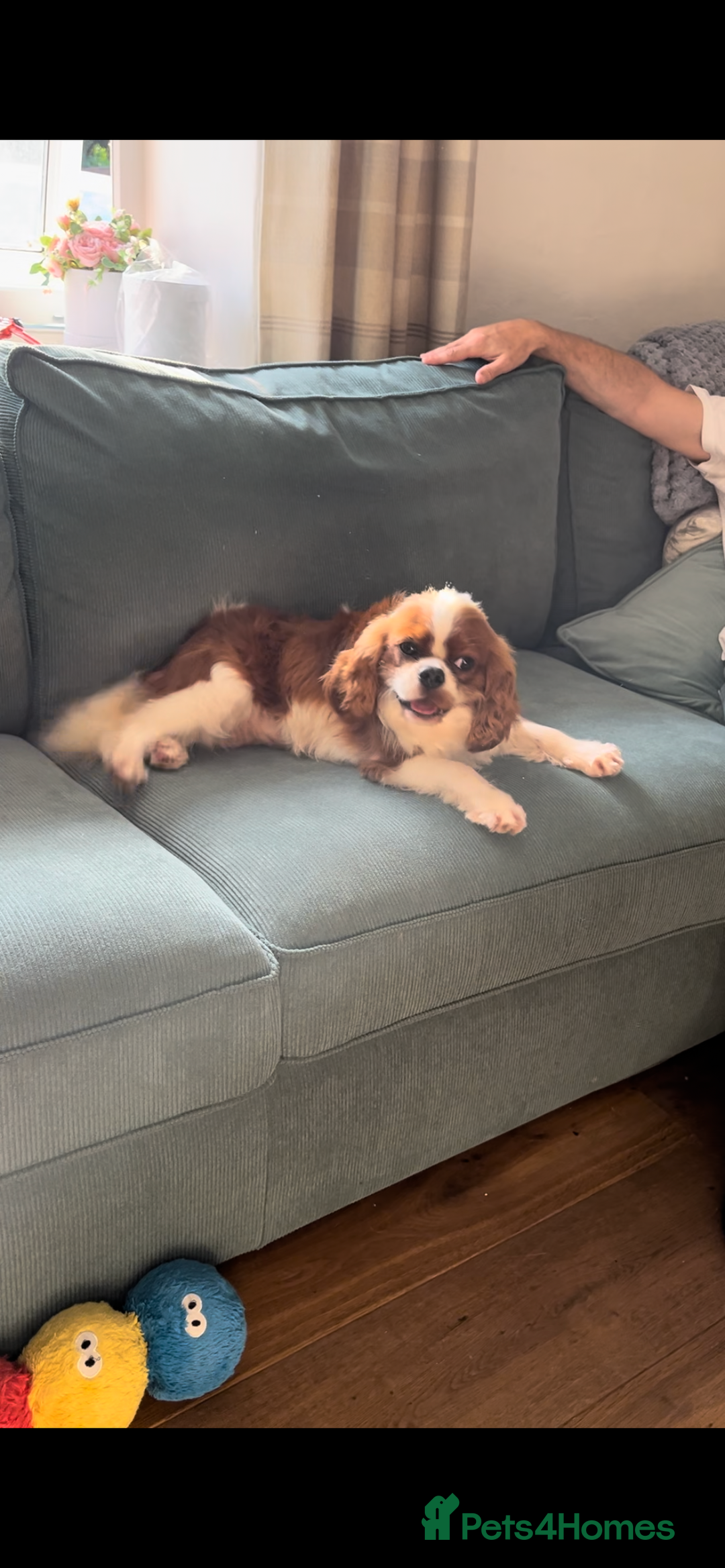 Cavalier King Charles Spaniel dogs for stud: Merlesque 5⭐️ cavalier stud DNA/Heart/Eye tests in Birmingham - Advert 2