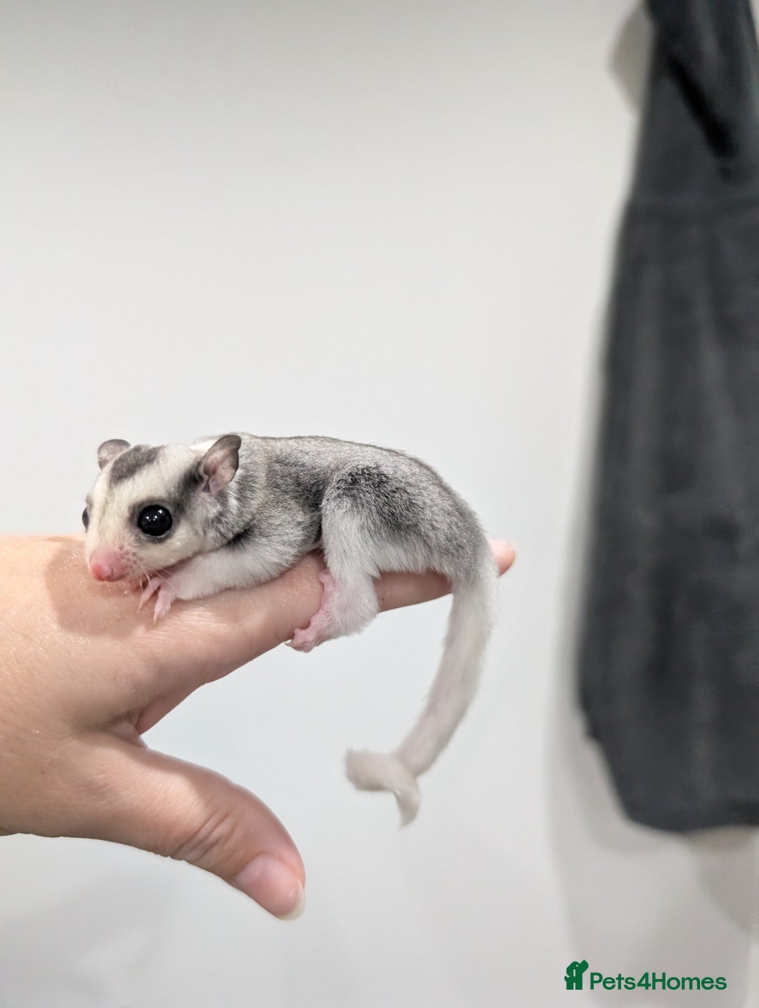 Sugar Glider rodents for sale: Mosaic sugar glider male available November - Image 6