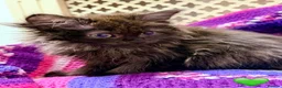 Mixed Breed cats for sale: 💖 MAINE COON X RAGDOLL *PARENTS HEALTH TESTED* 💖 - Advert 22