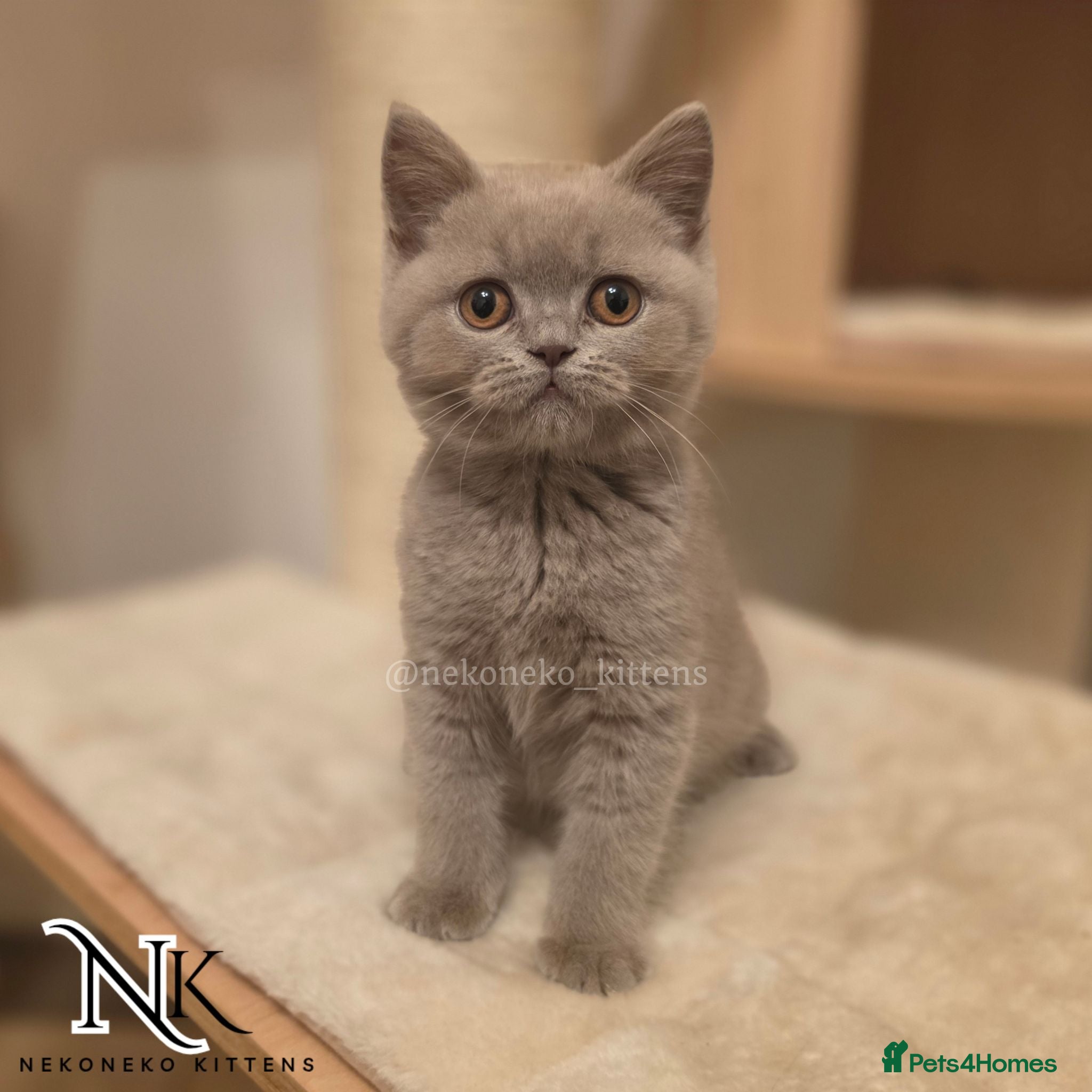 British Shorthair cats ‼️4 LEFT - READY TO LEAVE ‼️ - Advert 1