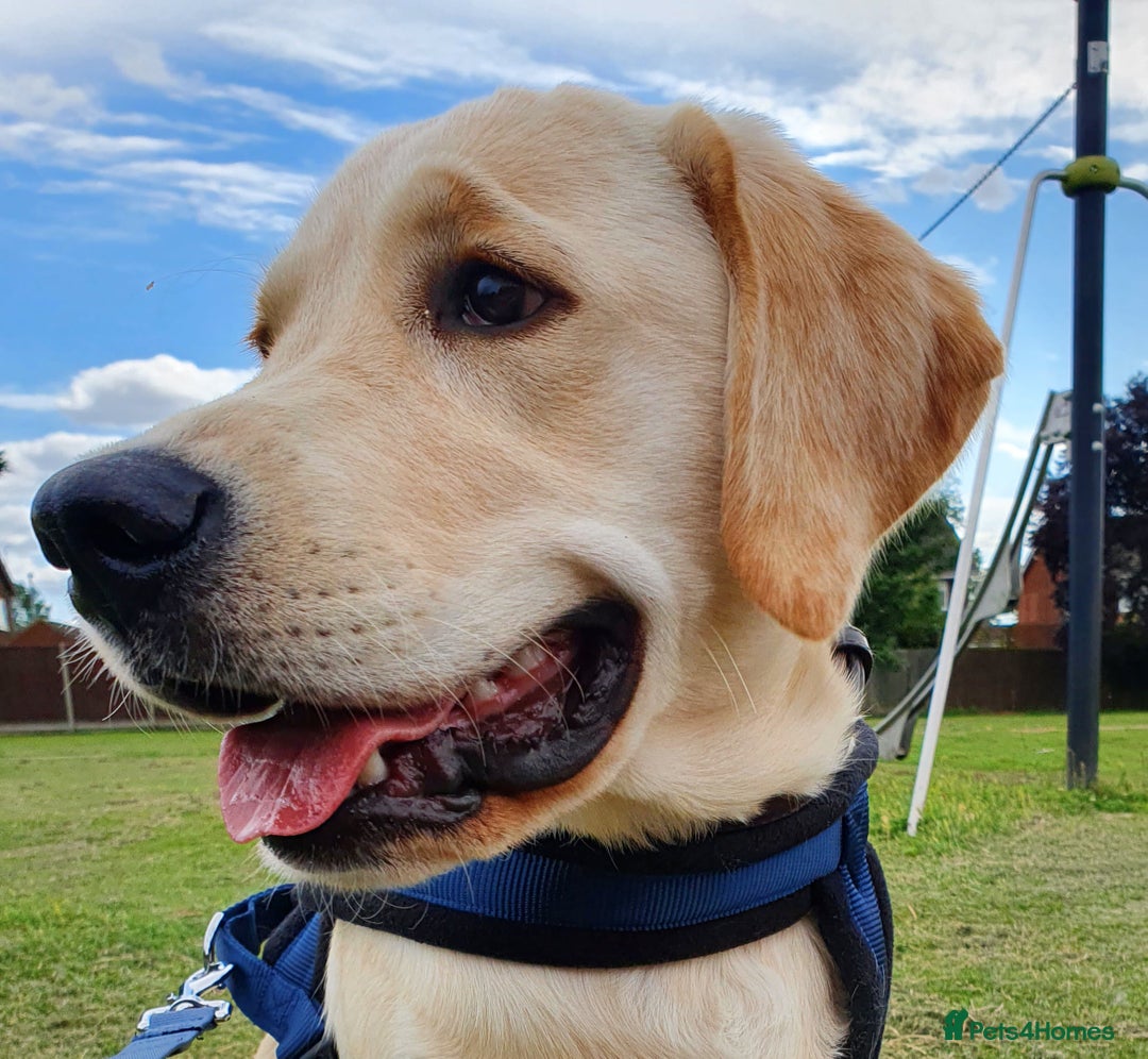 Labrador Retriever dogs for stud: Goldador for stud - Image 5