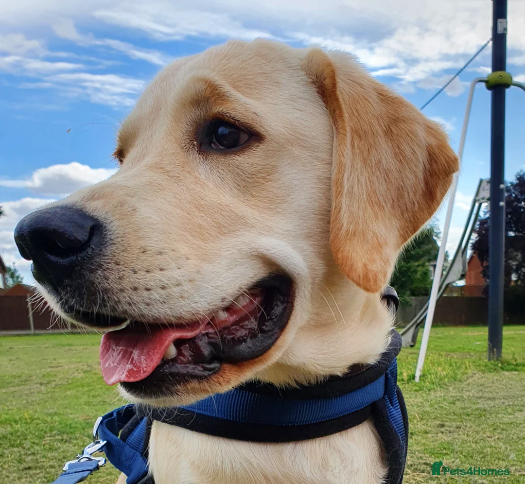 Labrador Retriever dogs for stud: Goldador for stud - Advert 6