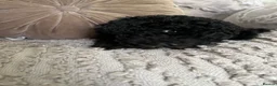 Toy Poodle dogs for sale: Beautiful black toy poodle puppy - Advert 5