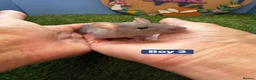 Rat rodents for sale: Baby Rats Males Females Dwarf  - Advert 5