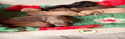 Dachshund dogs for sale: Mini Dachshund Puppy   - Advert 4