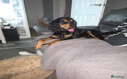 Cocker Spaniel dogs for sale: 6 mth old black & tan Cocker spaniel girl - Image 2