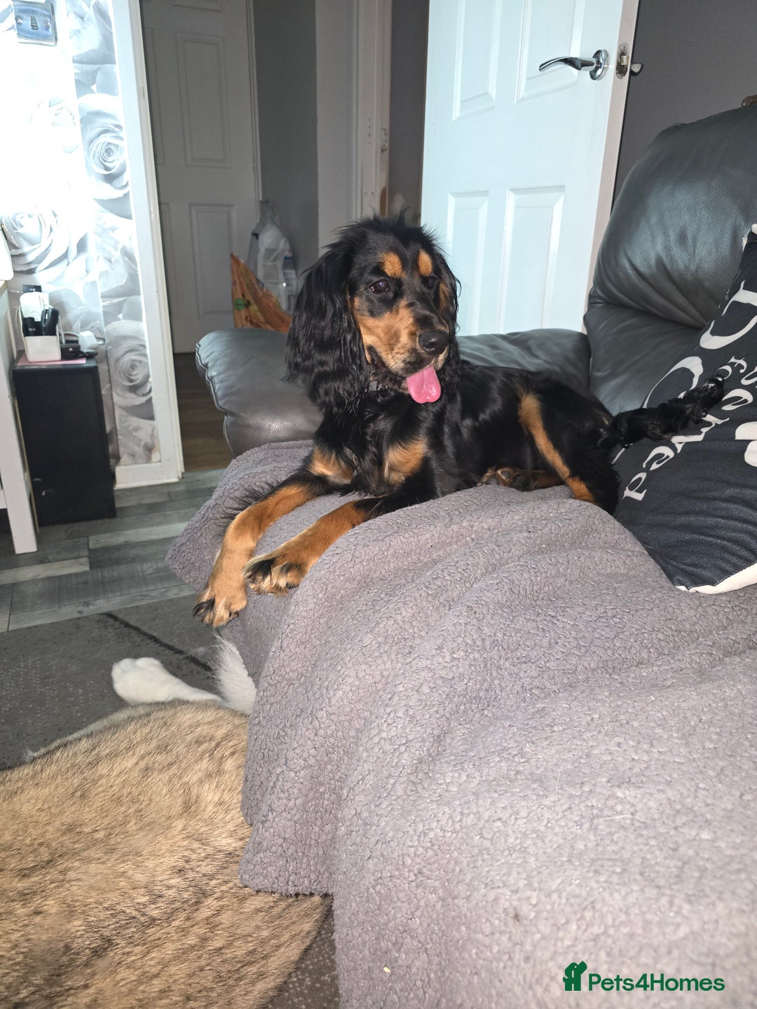 Cocker Spaniel dogs for sale: 6 mth old black & tan Cocker spaniel girl - Image 2