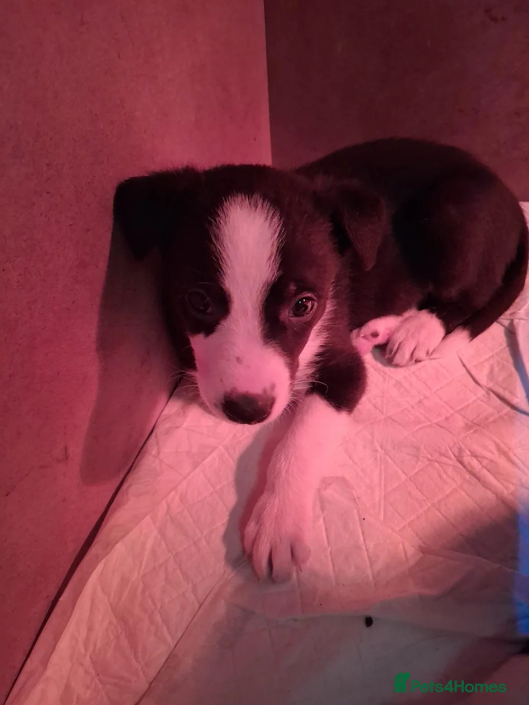Mixed Breed dogs for sale: Border Collie x Lurcher pups - Advert 2