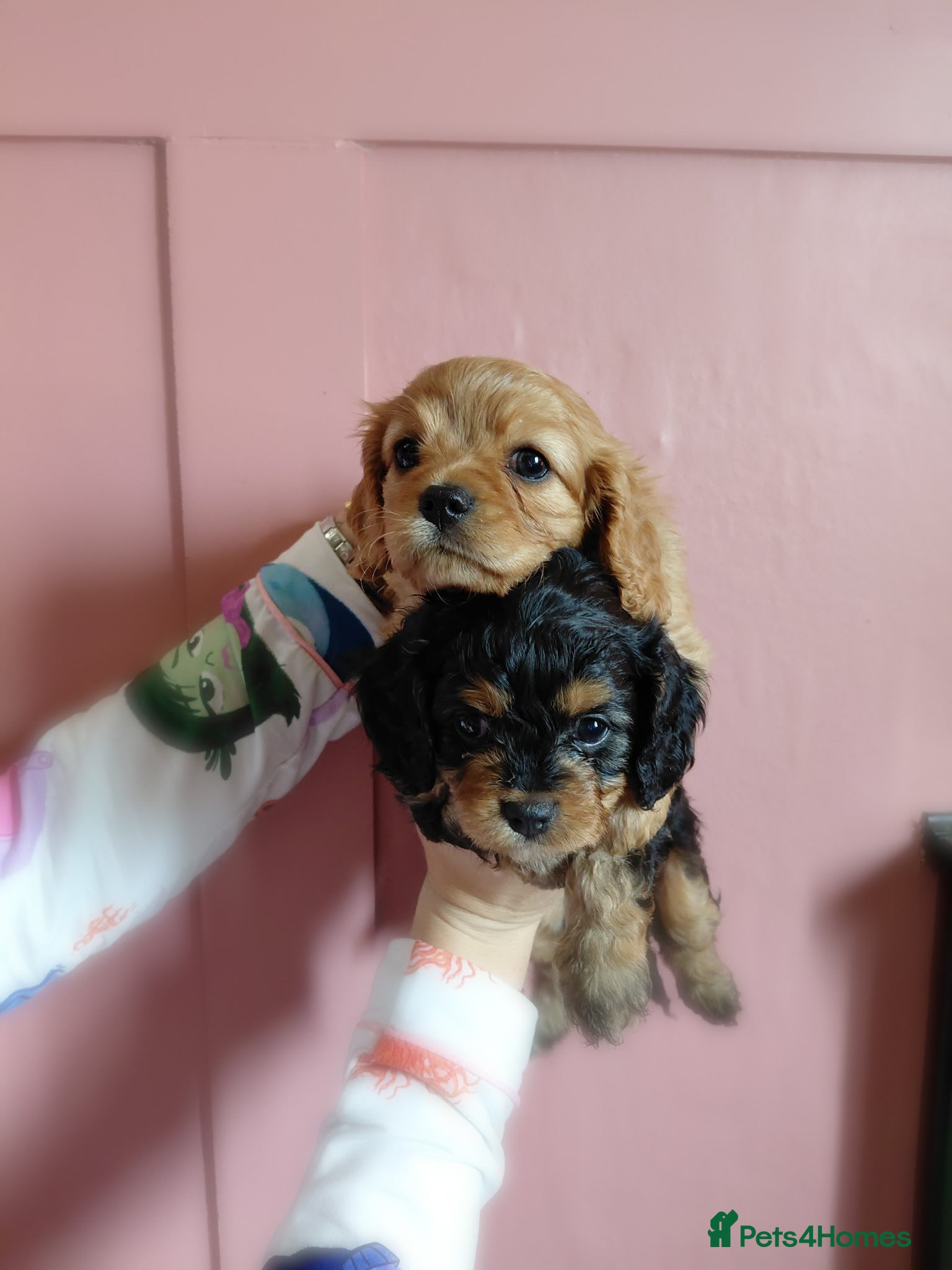 Cavapoo dogs F1b cavapoo - Advert 13