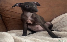 Italian Greyhound dogs for sale: 2 Stunning Italian Greyhound Boys – Ready Now - Image 1