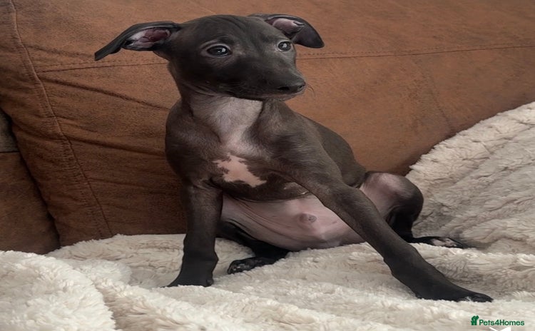Italian Greyhound dogs - Advert 2