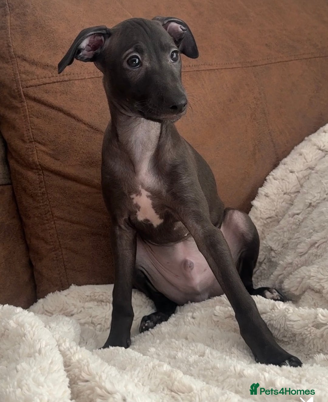 Italian Greyhound dogs for sale: 2 Stunning Italian Greyhound Boys – Ready Now - Image 1