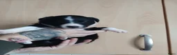Border Collie dogs for sale: 1 beautiful boy left - Advert 6