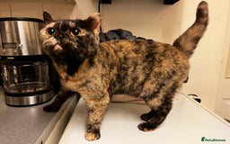 Mixed Breed cats for sale: Tortoiseshell Female kittens  - Image 5