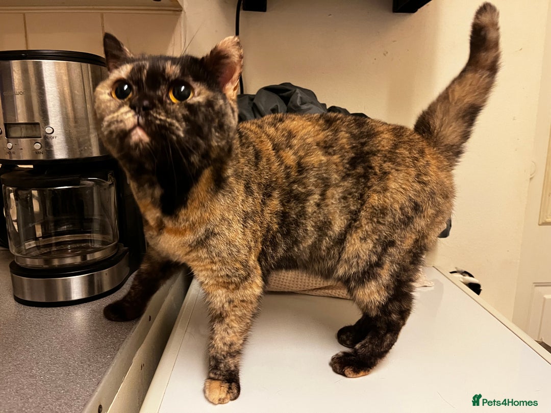 Mixed Breed cats for sale: Tortoiseshell Female kittens  - Image 5