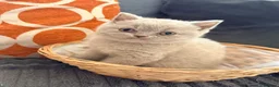 British Shorthair cats for sale: British Shorthair x Scottish fold babies  - Advert 10