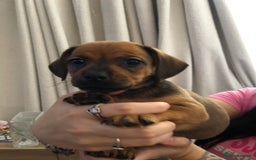 Mixed Breed dogs for sale: DACHSHUND PUPS READY TO GO  - Image 1