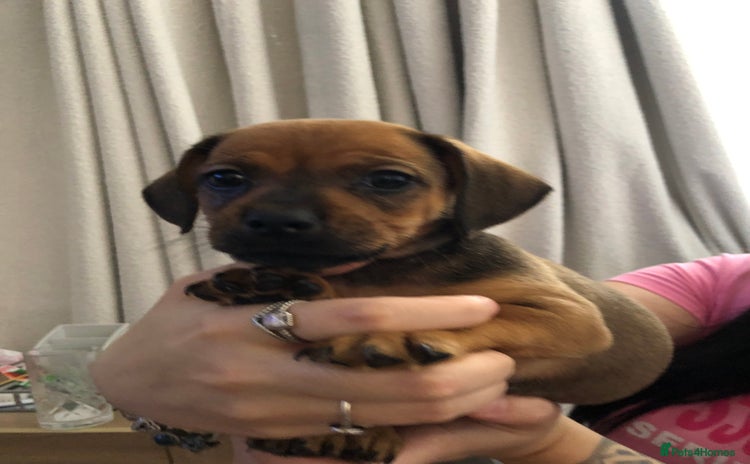 Mixed Breed dogs - Advert 1