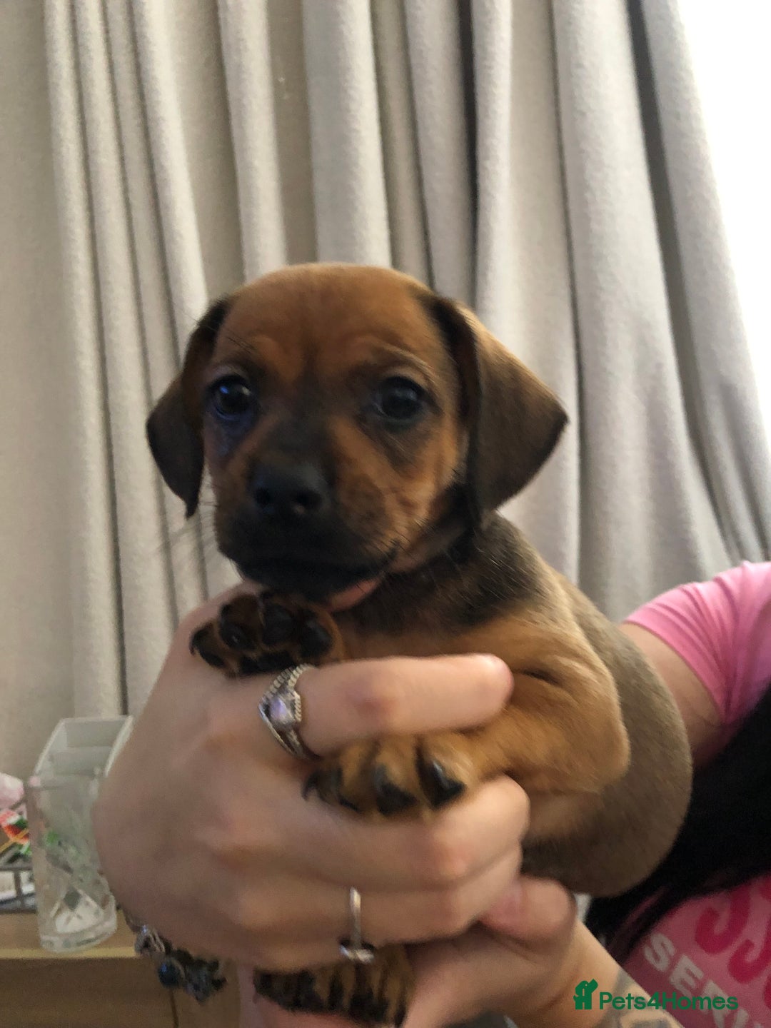 Mixed Breed dogs for sale: DACHSHUND PUPS READY TO GO  - Image 1