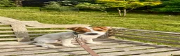 Parson Russell dogs for stud: KC Registered Parson Russell Terrier Stud - Advert 2