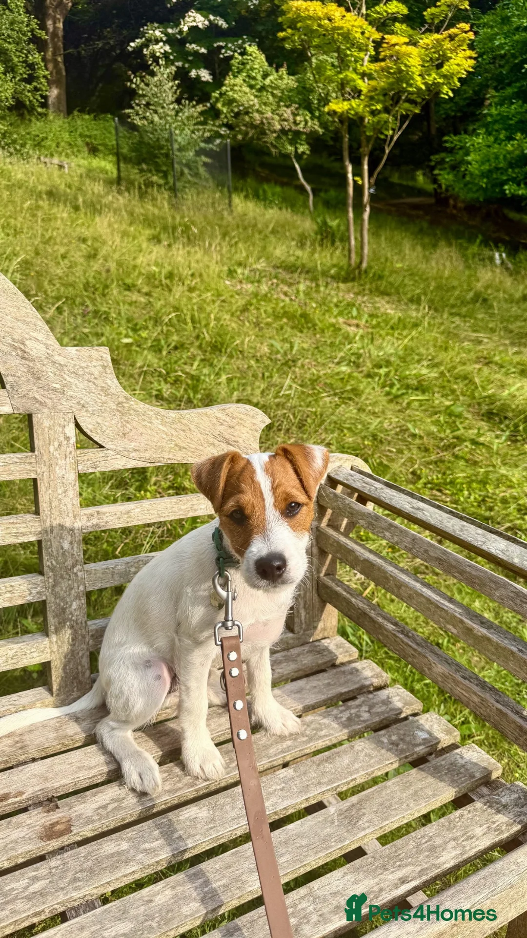 Parson Russell dogs for stud: KC Registered Parson Russell Terrier Stud - Advert 2