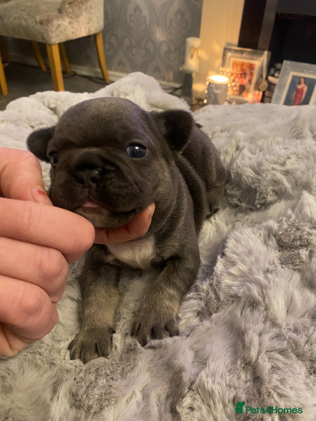 French Bulldog dogs for sale: Stunning chunky French bulldog pups  - Advert 7