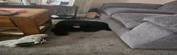 Cockapoo dogs for sale: Black cockapoo in Manchester - Advert 1