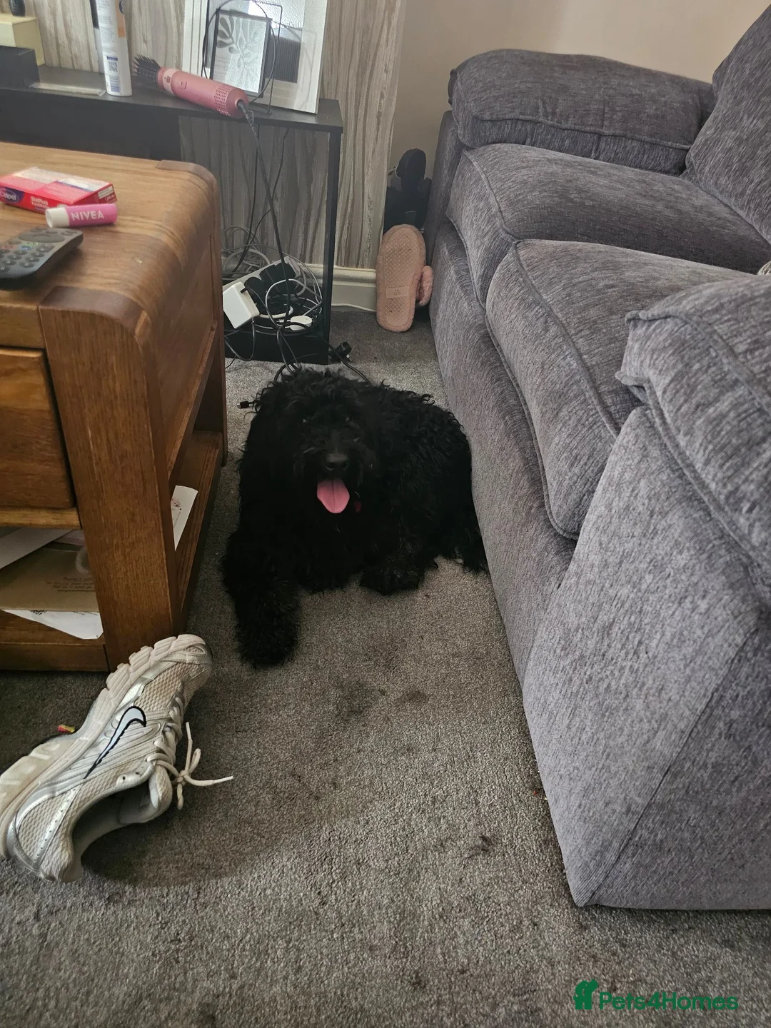 Cockapoo dogs for sale: Black cockapoo in Manchester - Advert 1