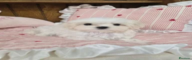 Maltese 1