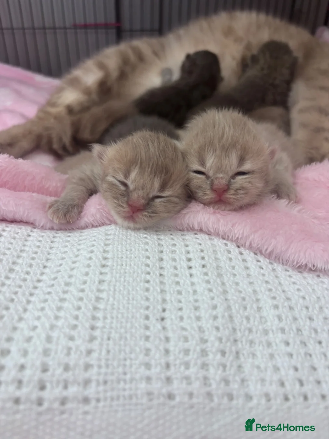 British Shorthair cats for sale: British shorthair cream /lilac /greys  - Advert 1